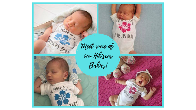 Hibiscus Babies